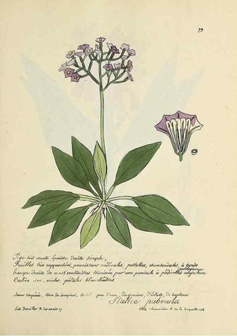 Reproducción/Reproduction 49501541172: Flore universelle. Saint-Denis :Au Bureau et chez Meilhac :[1848]-[1849]. 