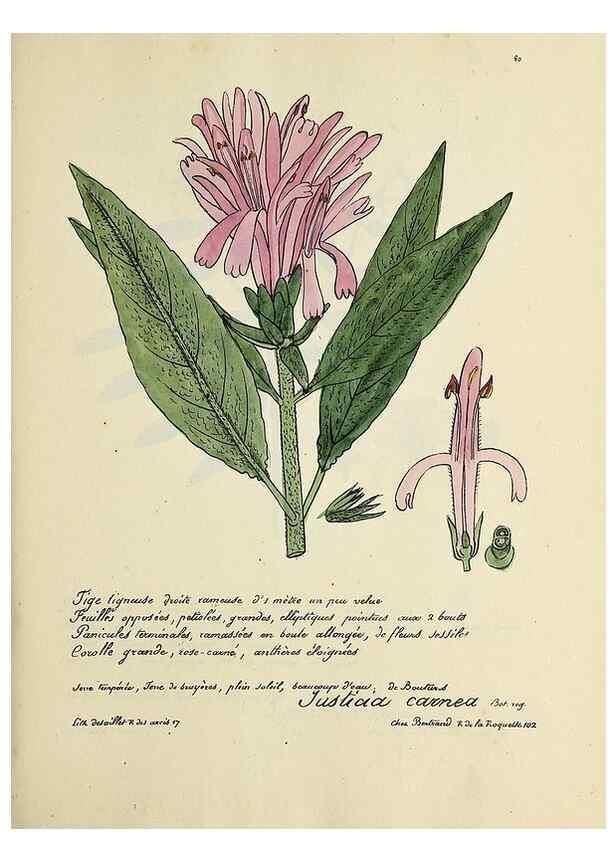Reproducción/Reproduction 49501317971: Flore universelle. Saint-Denis :Au Bureau et chez Meilhac :[1848]-[1849]. 