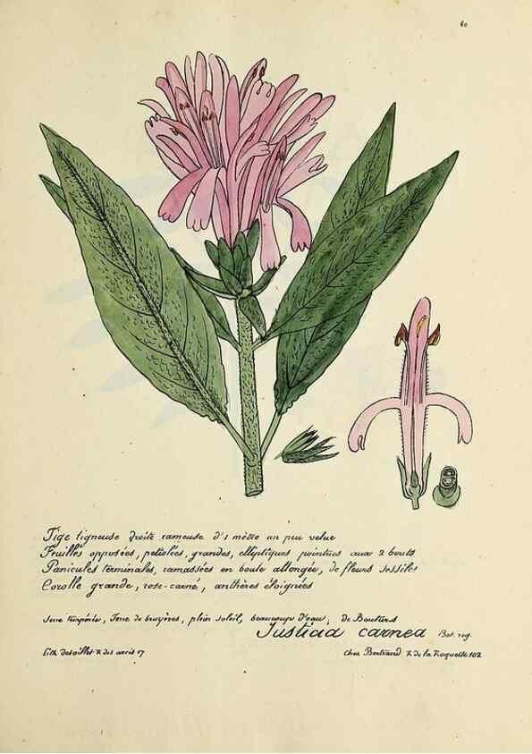 Reproducción/Reproduction 49501317971: Flore universelle. Saint-Denis :Au Bureau et chez Meilhac :[1848]-[1849]. 
