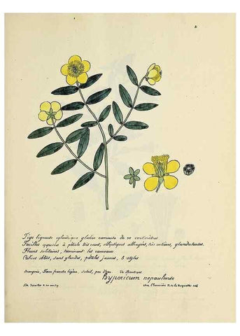 Reproducción/Reproduction 49501541722: Flore universelle. Saint-Denis :Au Bureau et chez Meilhac :[1848]-[1849]. 