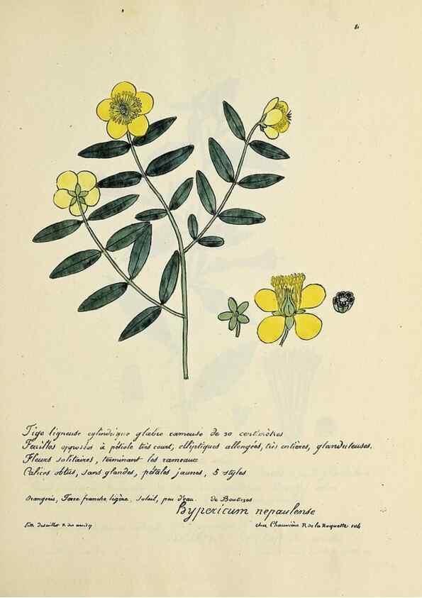 Reproducción/Reproduction 49501541722: Flore universelle. Saint-Denis :Au Bureau et chez Meilhac :[1848]-[1849]. 
