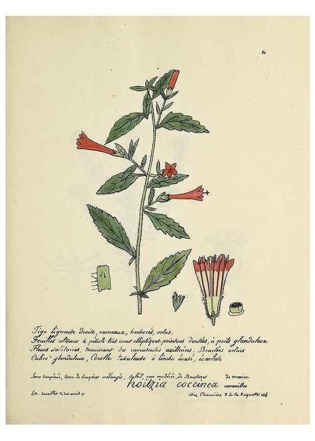 Reproducción/Reproduction 49501318471: Flore universelle. Saint-Denis :Au Bureau et chez Meilhac :[1848]-[1849]. 