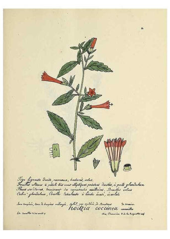 Reproducción/Reproduction 49501318471: Flore universelle. Saint-Denis :Au Bureau et chez Meilhac :[1848]-[1849]. 