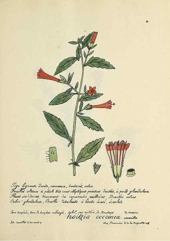 Reproducción/Reproduction 49501318471: Flore universelle. Saint-Denis :Au Bureau et chez Meilhac :[1848]-[1849]. 
