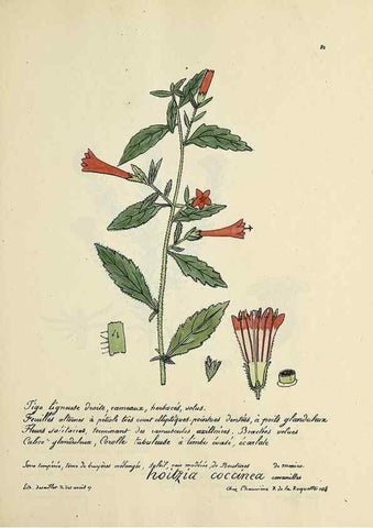 Reproducción/Reproduction 49501318471: Flore universelle. Saint-Denis :Au Bureau et chez Meilhac :[1848]-[1849]. 