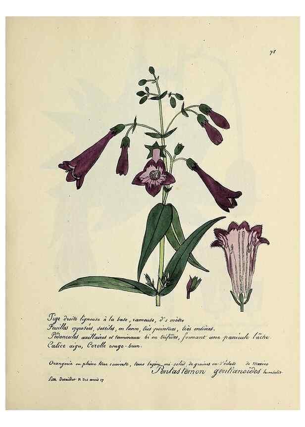 Reproducción/Reproduction 49501540237: Flore universelle. Saint-Denis :Au Bureau et chez Meilhac :[1848]-[1849]. 