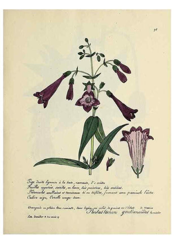Reproducción/Reproduction 49501540237: Flore universelle. Saint-Denis :Au Bureau et chez Meilhac :[1848]-[1849]. 
