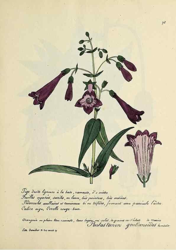 Reproducción/Reproduction 49501540237: Flore universelle. Saint-Denis :Au Bureau et chez Meilhac :[1848]-[1849]. 