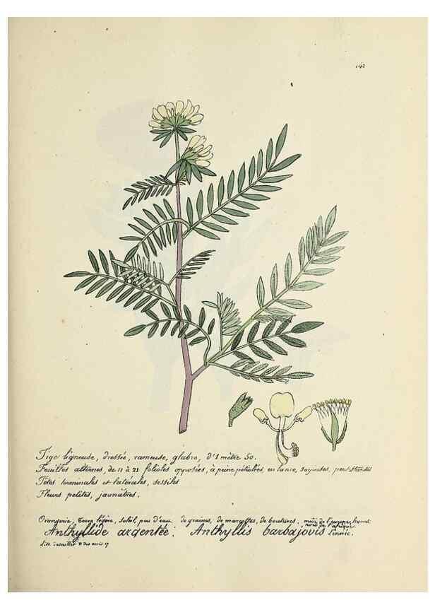 Reproducción/Reproduction 49500831488: Flore universelle. Saint-Denis :Au Bureau et chez Meilhac :[1848]-[1849]. 