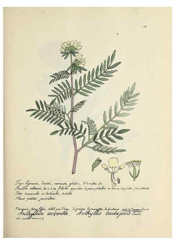 Reproducción/Reproduction 49500831488: Flore universelle. Saint-Denis :Au Bureau et chez Meilhac :[1848]-[1849]. 