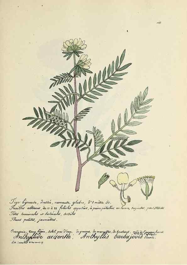 Reproducción/Reproduction 49500831488: Flore universelle. Saint-Denis :Au Bureau et chez Meilhac :[1848]-[1849]. 