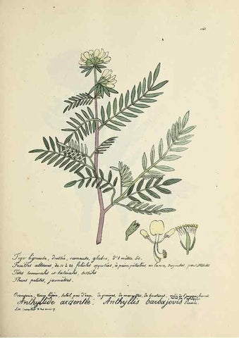 Reproducción/Reproduction 49500831488: Flore universelle. Saint-Denis :Au Bureau et chez Meilhac :[1848]-[1849]. 