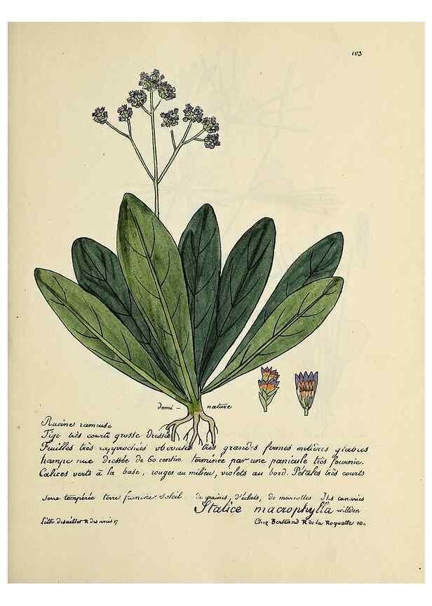 Reproducción/Reproduction 49501325156: Flore universelle. Saint-Denis :Au Bureau et chez Meilhac :[1848]-[1849]. 