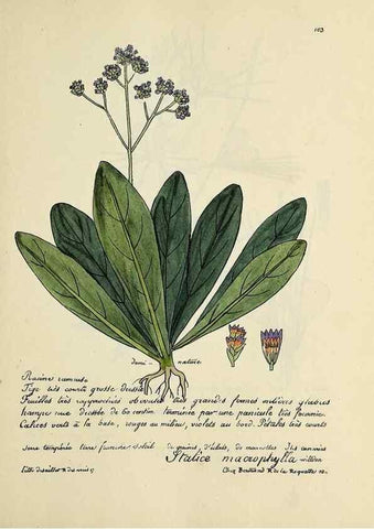 Reproducción/Reproduction 49501325156: Flore universelle. Saint-Denis :Au Bureau et chez Meilhac :[1848]-[1849]. 