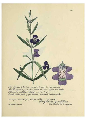 Reproducción/Reproduction 49501548862: Flore universelle. Saint-Denis :Au Bureau et chez Meilhac :[1848]-[1849]. 