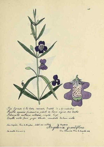 Reproducción/Reproduction 49501548862: Flore universelle. Saint-Denis :Au Bureau et chez Meilhac :[1848]-[1849]. 