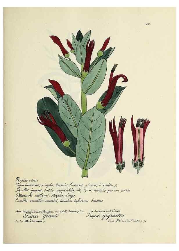 Reproducción/Reproduction 49501331701: Flore universelle. Saint-Denis :Au Bureau et chez Meilhac :[1848]-[1849]. 