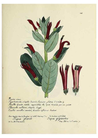 Reproducción/Reproduction 49501331701: Flore universelle. Saint-Denis :Au Bureau et chez Meilhac :[1848]-[1849]. 