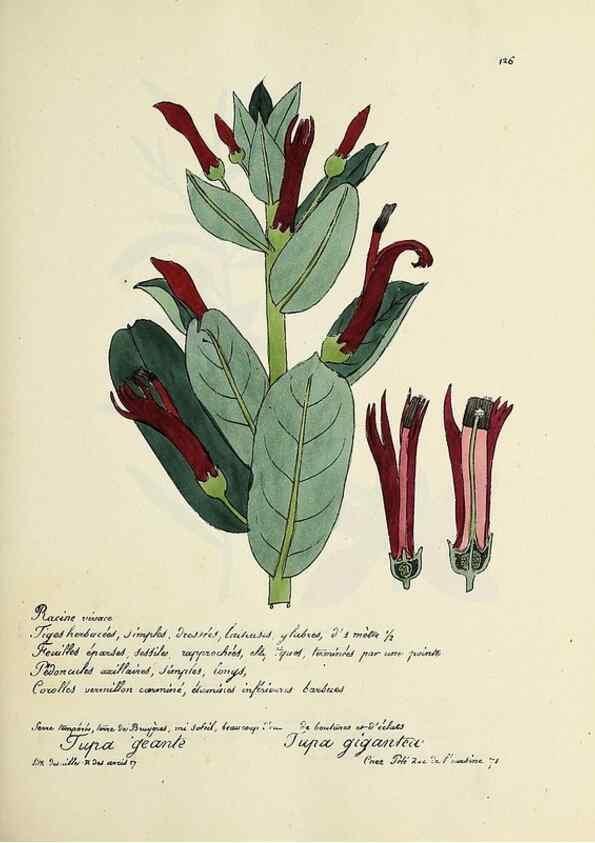 Reproducción/Reproduction 49501331701: Flore universelle. Saint-Denis :Au Bureau et chez Meilhac :[1848]-[1849]. 