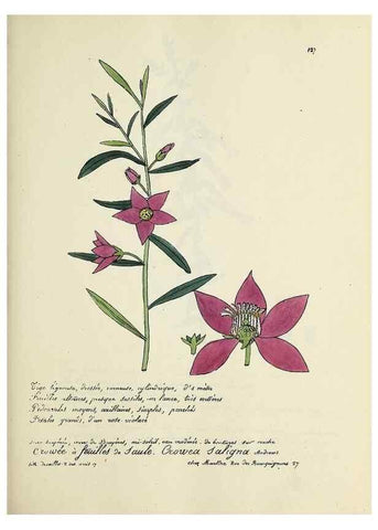 Reproducción/Reproduction 49501331971: Flore universelle. Saint-Denis :Au Bureau et chez Meilhac :[1848]-[1849]. 