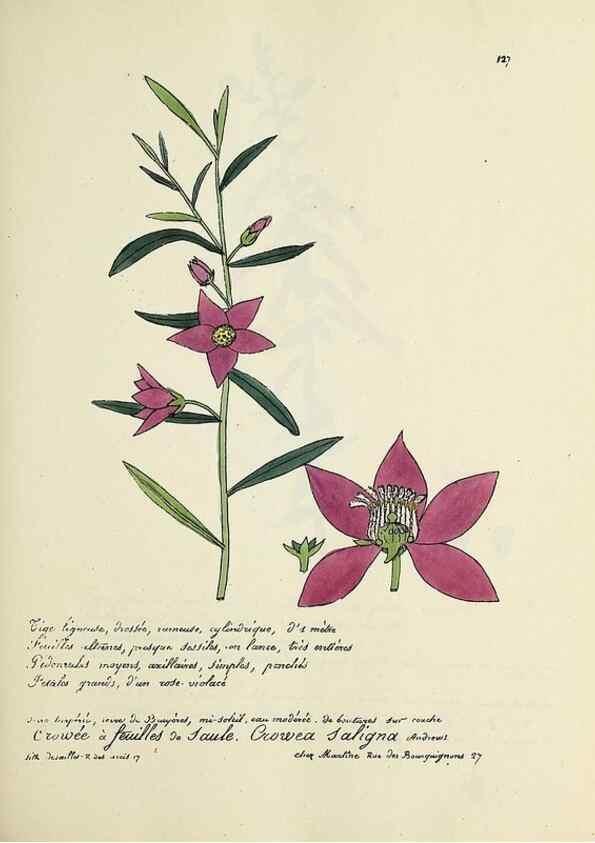 Reproducción/Reproduction 49501331971: Flore universelle. Saint-Denis :Au Bureau et chez Meilhac :[1848]-[1849]. 