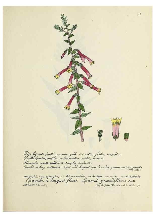 Reproducción/Reproduction 49501555082: Flore universelle. Saint-Denis :Au Bureau et chez Meilhac :[1848]-[1849]. 