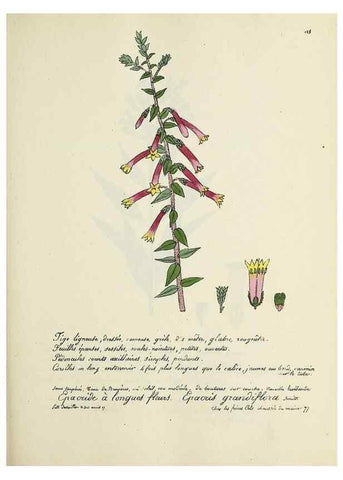 Reproducción/Reproduction 49501555082: Flore universelle. Saint-Denis :Au Bureau et chez Meilhac :[1848]-[1849]. 