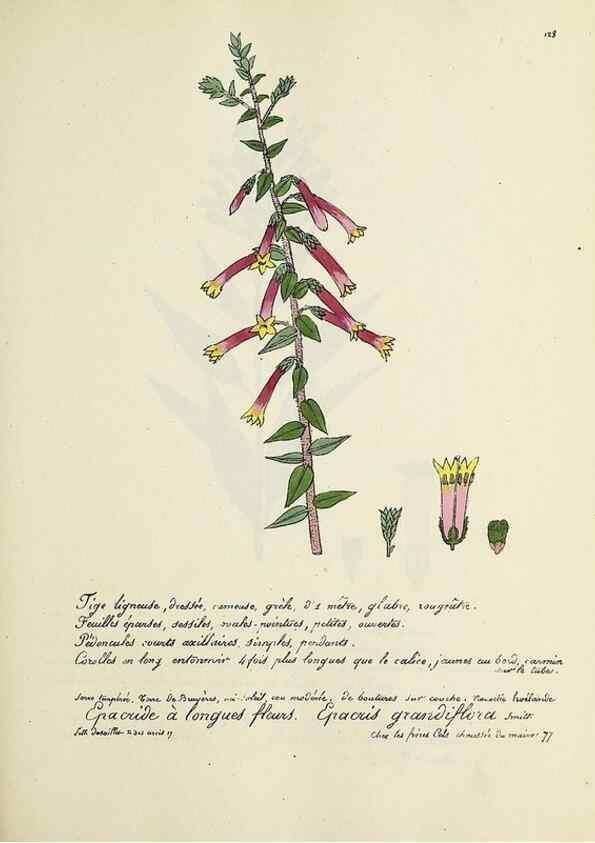 Reproducción/Reproduction 49501555082: Flore universelle. Saint-Denis :Au Bureau et chez Meilhac :[1848]-[1849]. 