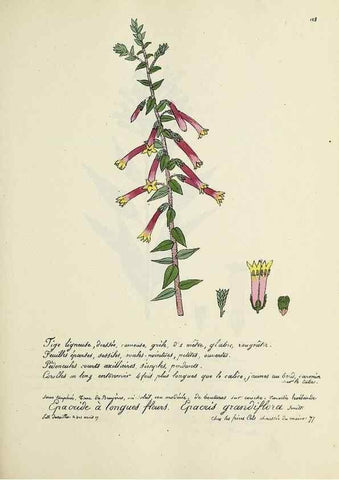 Reproducción/Reproduction 49501555082: Flore universelle. Saint-Denis :Au Bureau et chez Meilhac :[1848]-[1849]. 