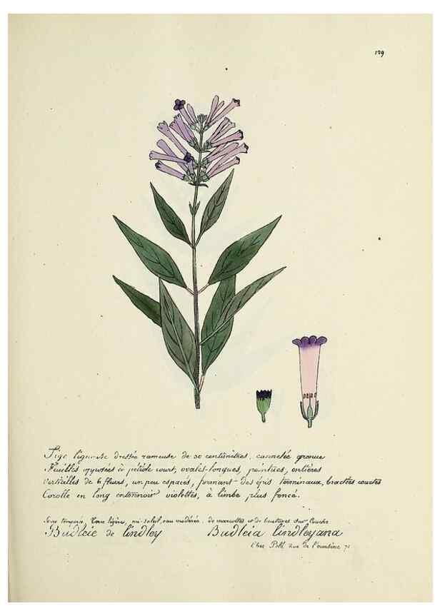 Reproducción/Reproduction 49501555342: Flore universelle. Saint-Denis :Au Bureau et chez Meilhac :[1848]-[1849]. 