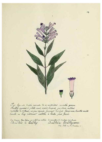 Reproducción/Reproduction 49501555342: Flore universelle. Saint-Denis :Au Bureau et chez Meilhac :[1848]-[1849]. 