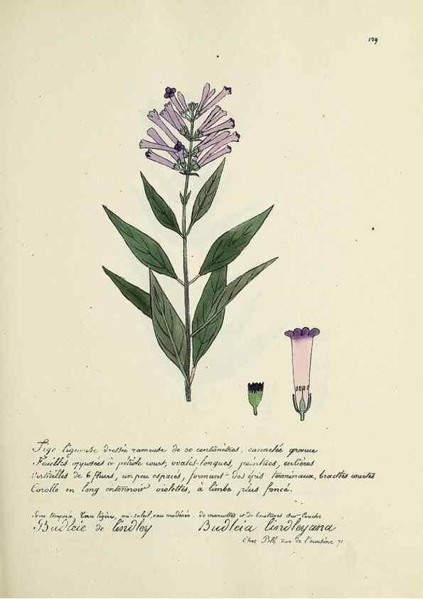 Reproducción/Reproduction 49501555342: Flore universelle. Saint-Denis :Au Bureau et chez Meilhac :[1848]-[1849]. 