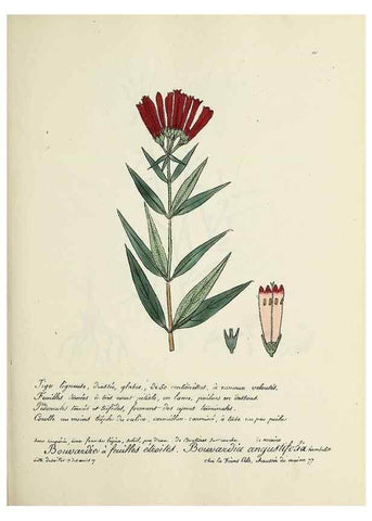 Reproducción/Reproduction 49501555627: Flore universelle. Saint-Denis :Au Bureau et chez Meilhac :[1848]-[1849]. 