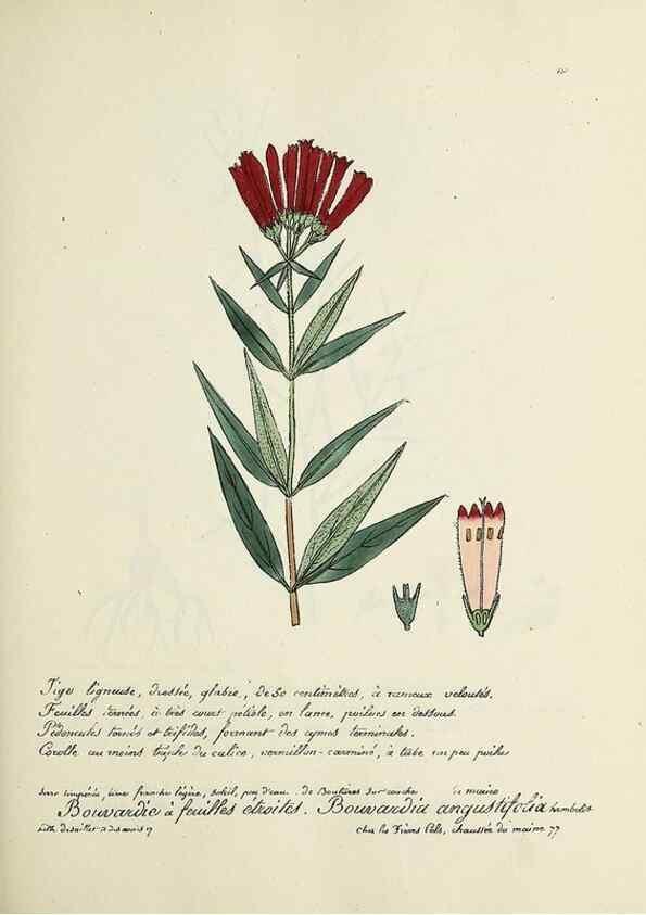 Reproducción/Reproduction 49501555627: Flore universelle. Saint-Denis :Au Bureau et chez Meilhac :[1848]-[1849]. 
