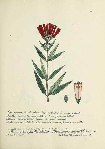 Reproducción/Reproduction 49501555627: Flore universelle. Saint-Denis :Au Bureau et chez Meilhac :[1848]-[1849]. 