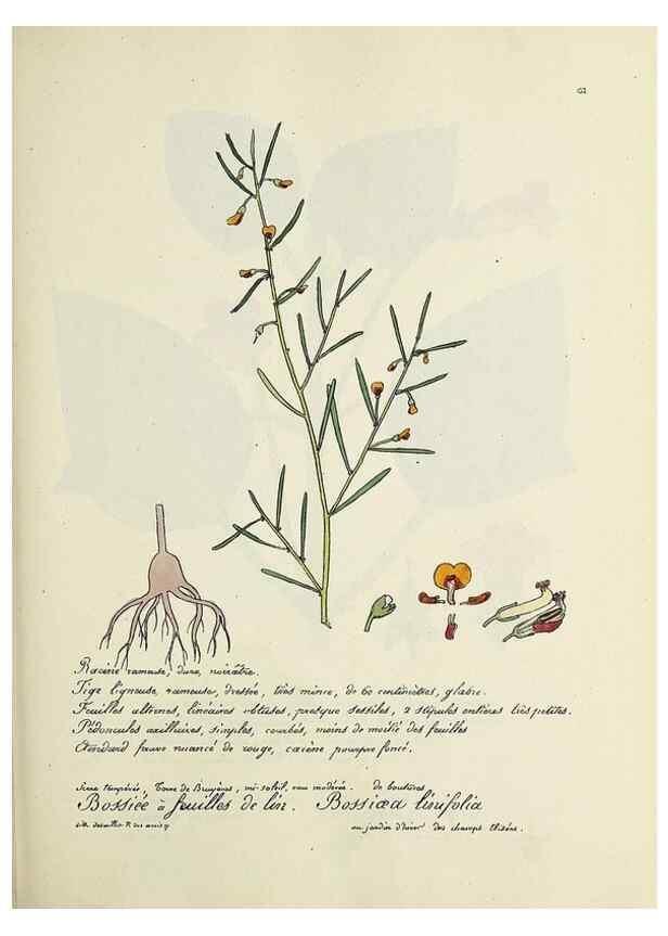 Reproducción/Reproduction 49500828318: Flore universelle. Saint-Denis :Au Bureau et chez Meilhac :[1848]-[1849]. 