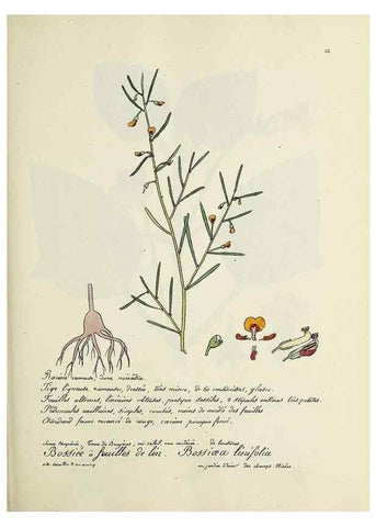 Reproducción/Reproduction 49500828318: Flore universelle. Saint-Denis :Au Bureau et chez Meilhac :[1848]-[1849]. 