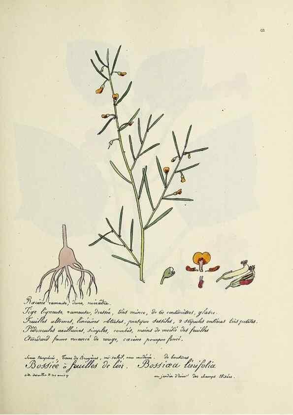 Reproducción/Reproduction 49500828318: Flore universelle. Saint-Denis :Au Bureau et chez Meilhac :[1848]-[1849]. 