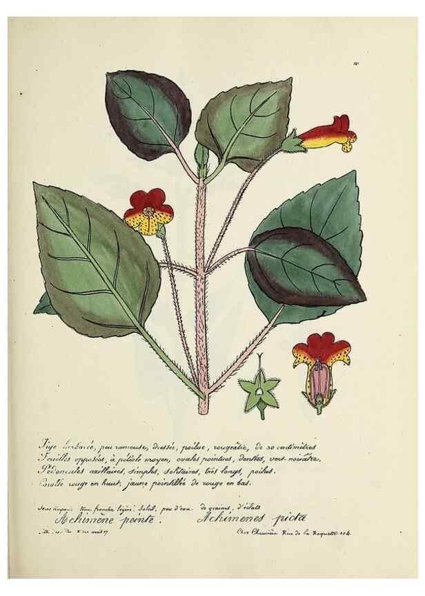 Reproducción/Reproduction 49501333306: Flore universelle. Saint-Denis :Au Bureau et chez Meilhac :[1848]-[1849]. 