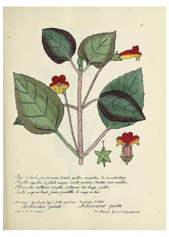 Reproducción/Reproduction 49501333306: Flore universelle. Saint-Denis :Au Bureau et chez Meilhac :[1848]-[1849]. 