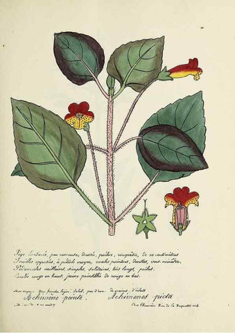 Reproducción/Reproduction 49501333306: Flore universelle. Saint-Denis :Au Bureau et chez Meilhac :[1848]-[1849]. 