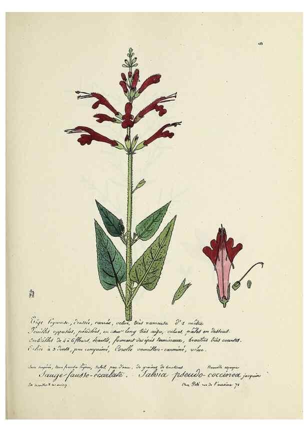 Reproducción/Reproduction 49501333566: Flore universelle. Saint-Denis :Au Bureau et chez Meilhac :[1848]-[1849]. 