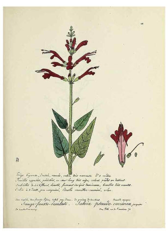 Reproducción/Reproduction 49501333566: Flore universelle. Saint-Denis :Au Bureau et chez Meilhac :[1848]-[1849]. 