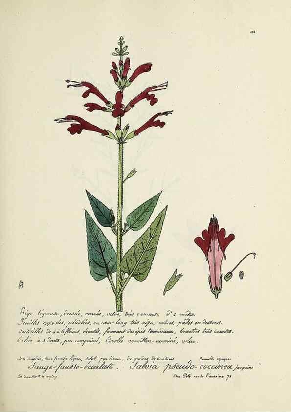 Reproducción/Reproduction 49501333566: Flore universelle. Saint-Denis :Au Bureau et chez Meilhac :[1848]-[1849]. 