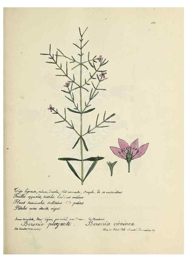 Reproducción/Reproduction 49500829288: Flore universelle. Saint-Denis :Au Bureau et chez Meilhac :[1848]-[1849]. 