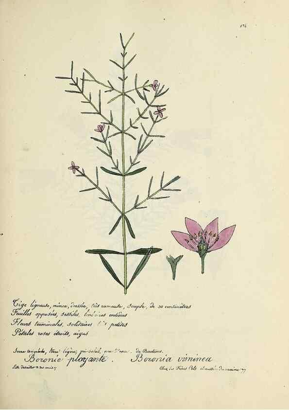 Reproducción/Reproduction 49500829288: Flore universelle. Saint-Denis :Au Bureau et chez Meilhac :[1848]-[1849]. 