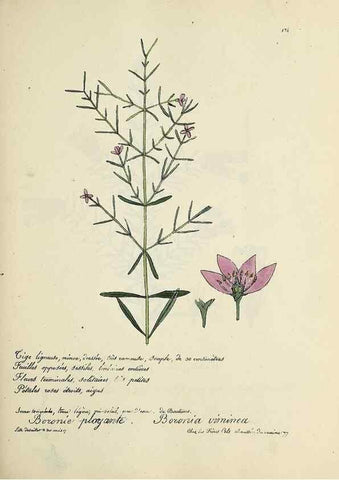 Reproducción/Reproduction 49500829288: Flore universelle. Saint-Denis :Au Bureau et chez Meilhac :[1848]-[1849]. 