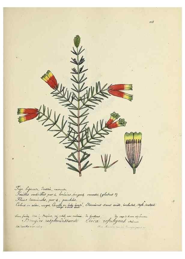 Reproducción/Reproduction 49501557097: Flore universelle. Saint-Denis :Au Bureau et chez Meilhac :[1848]-[1849]. 