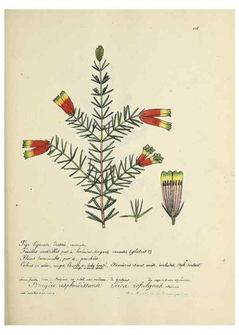 Reproducción/Reproduction 49501557097: Flore universelle. Saint-Denis :Au Bureau et chez Meilhac :[1848]-[1849]. 