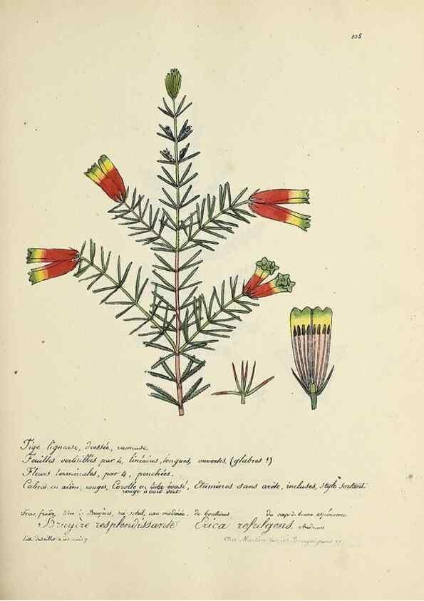 Reproducción/Reproduction 49501557097: Flore universelle. Saint-Denis :Au Bureau et chez Meilhac :[1848]-[1849]. 